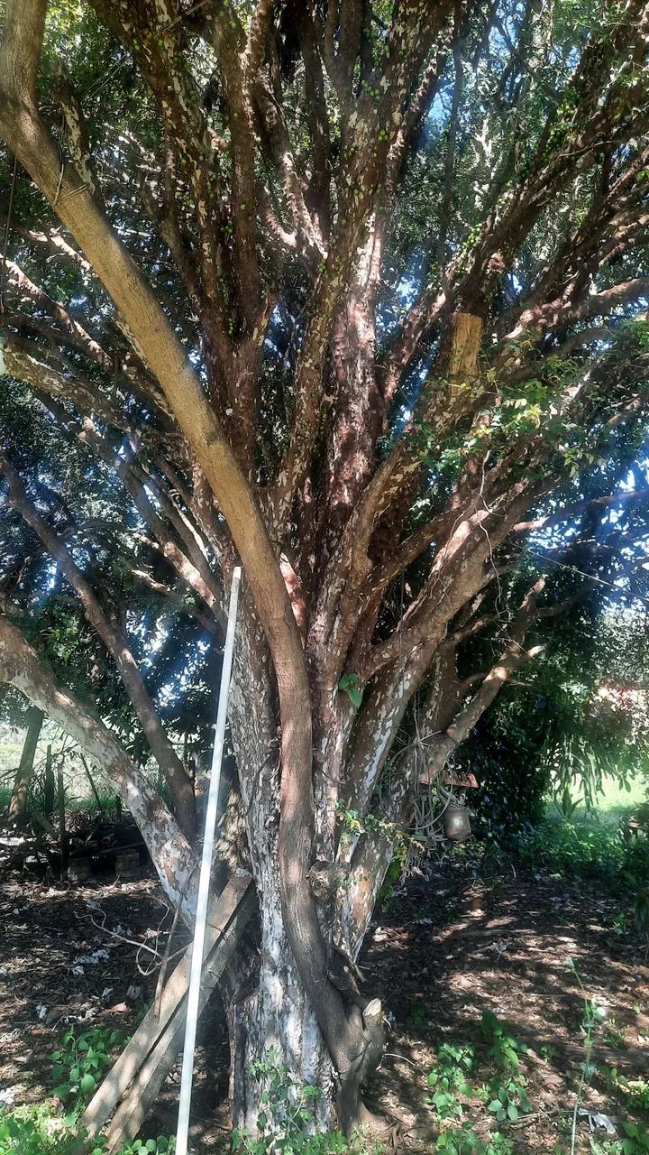 Pés de jabuticaba com mais de 30 anos - Sabará - Foto 2