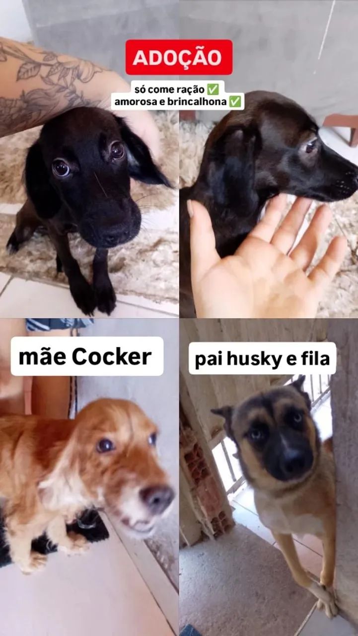 ADOÇÃO RESPONSÁVEL 