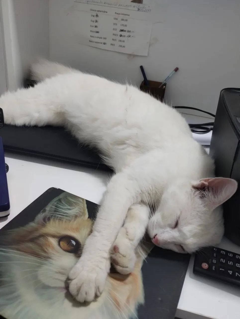 Gatinho para adoção  - Foto 5