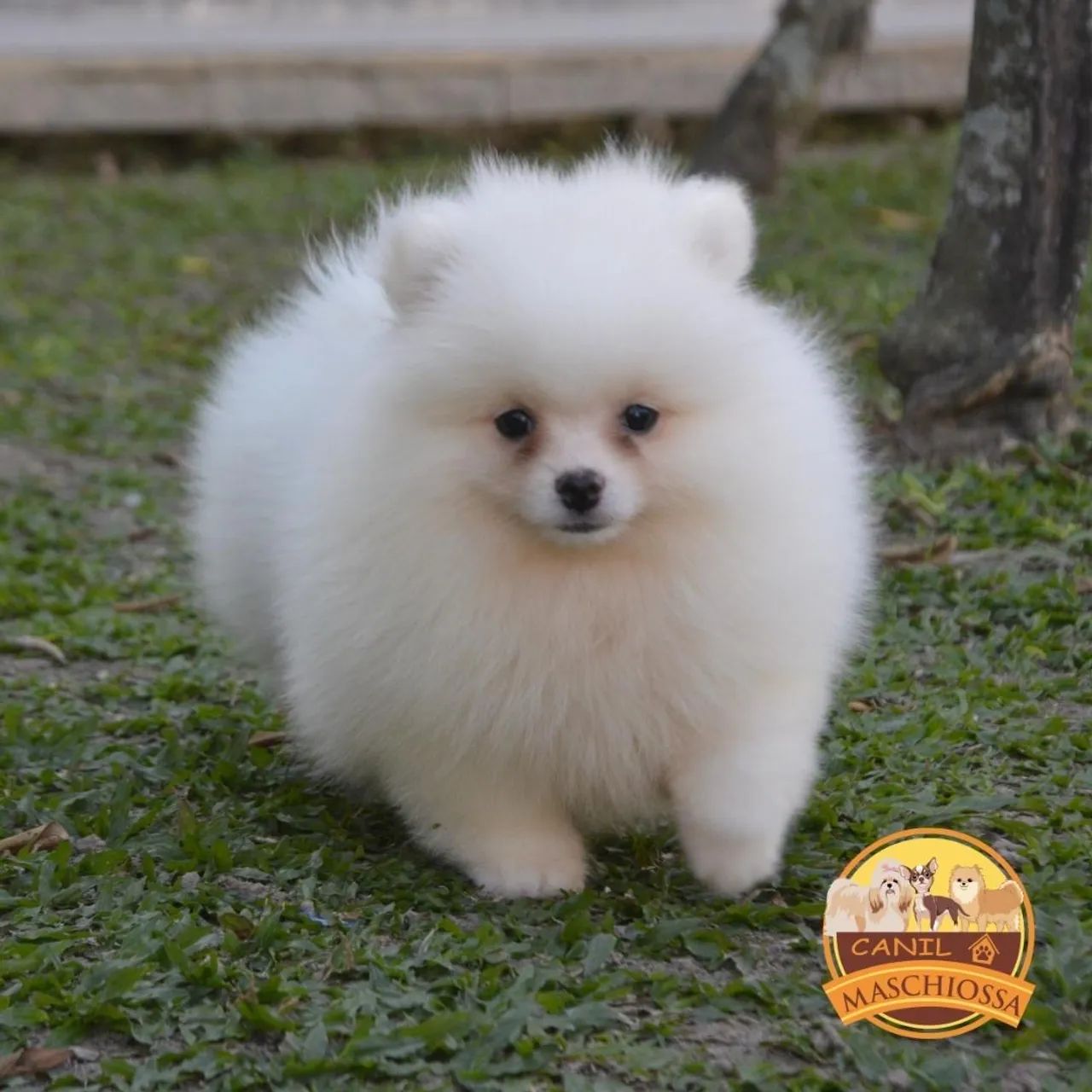 Spitz Alemão. Pedigree CBKC. - Foto 2
