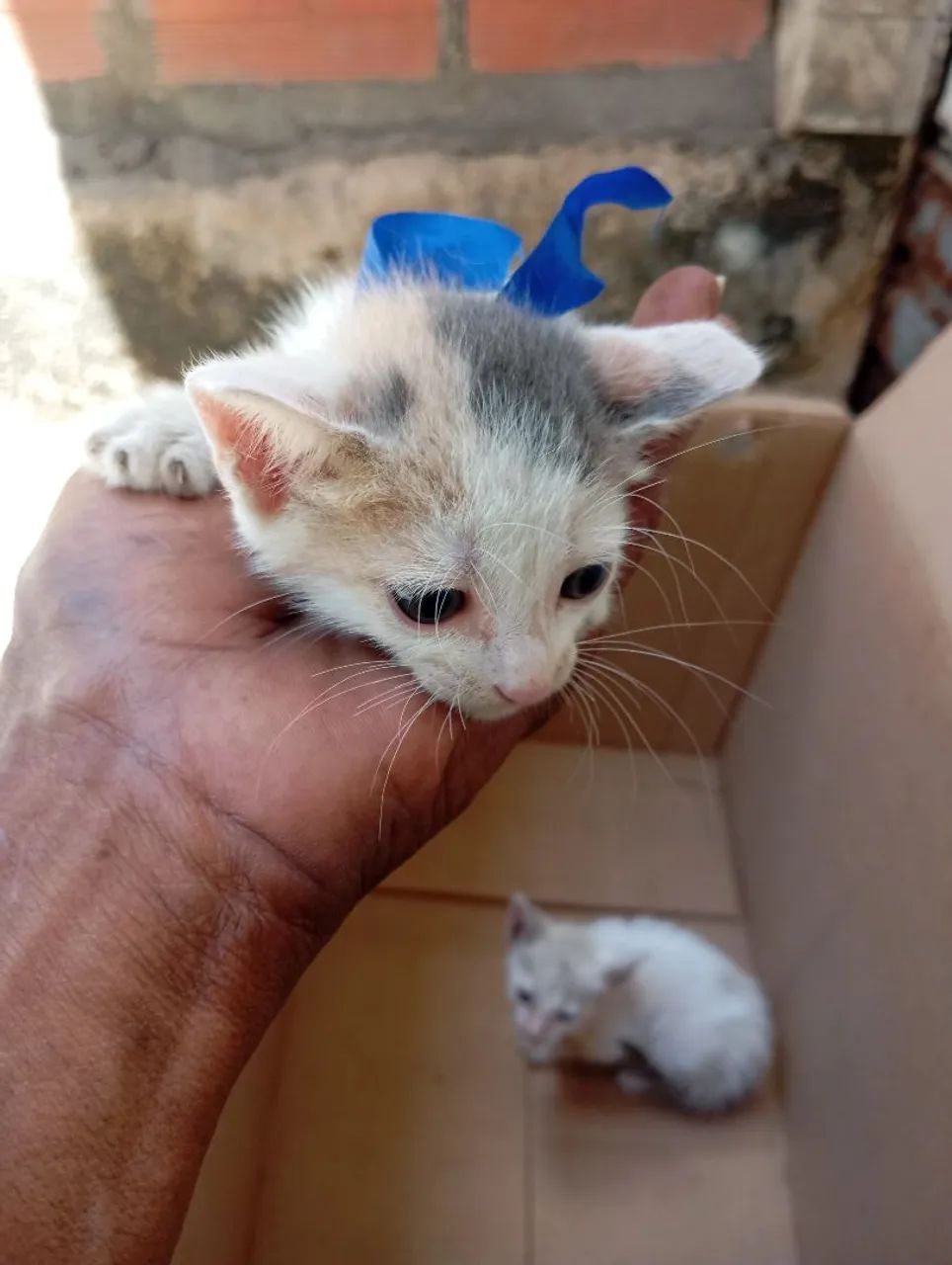 Doação de gato  - Foto 2