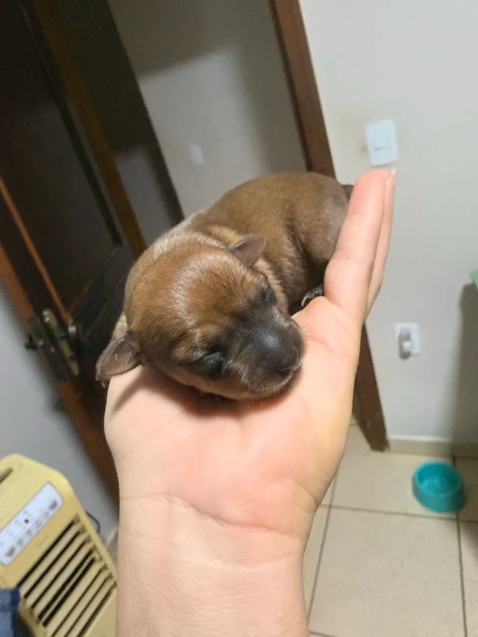 Pinscher  - Foto 4