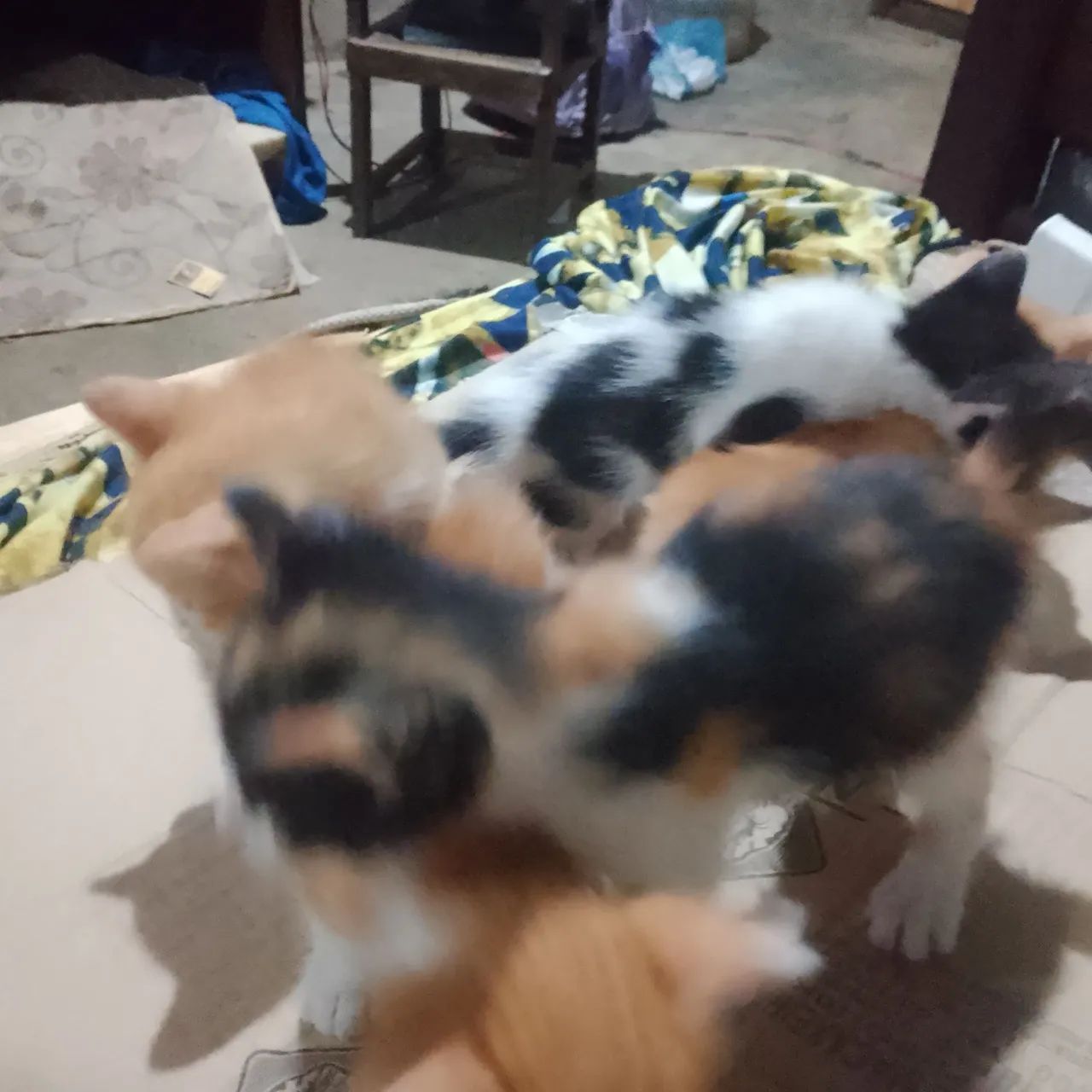 Doação de gatinho  - Foto 2