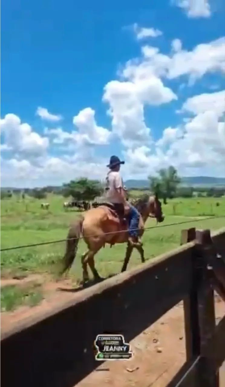 CAVALO MACHADOR  - Foto 4