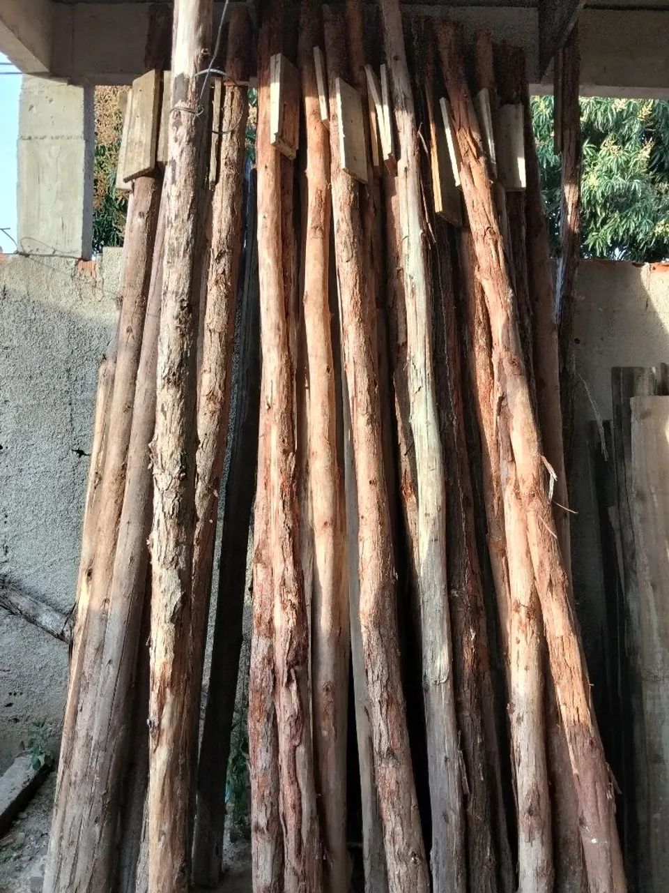 Eucalipto para escora