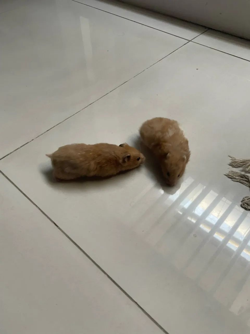 Hamster - Foto 3
