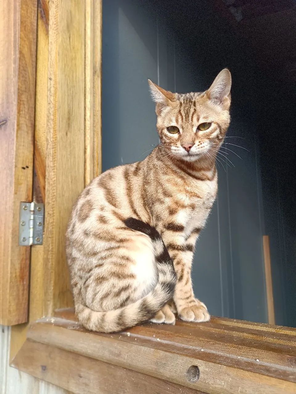 Gatos Bengal com pedigree  - Foto 3