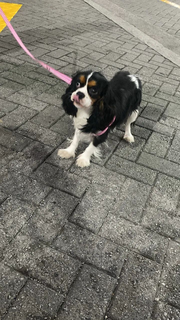 Cavalier king charles  - Foto 3