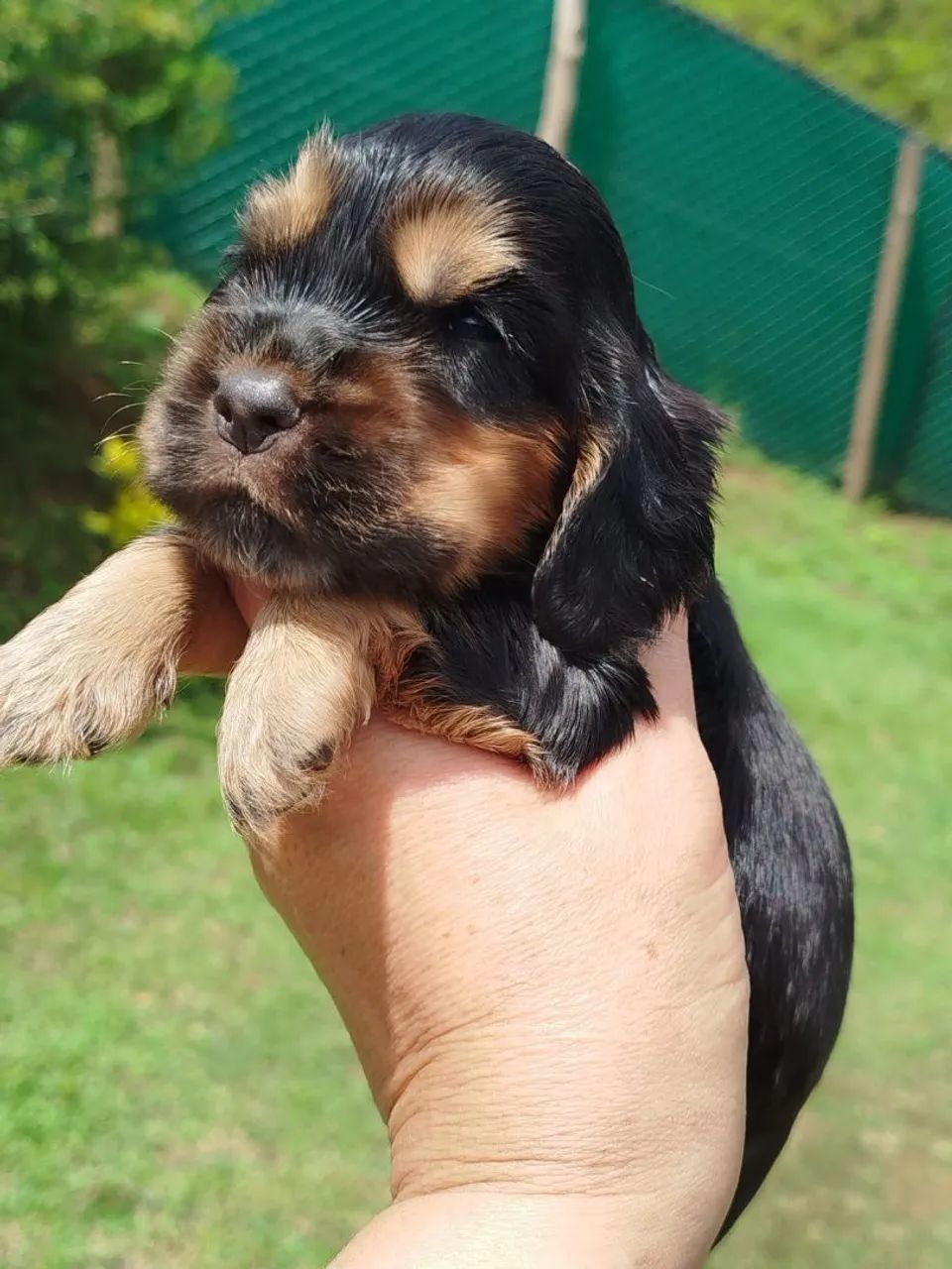 Cocker Inglês Fofissimo!!! - Foto 2
