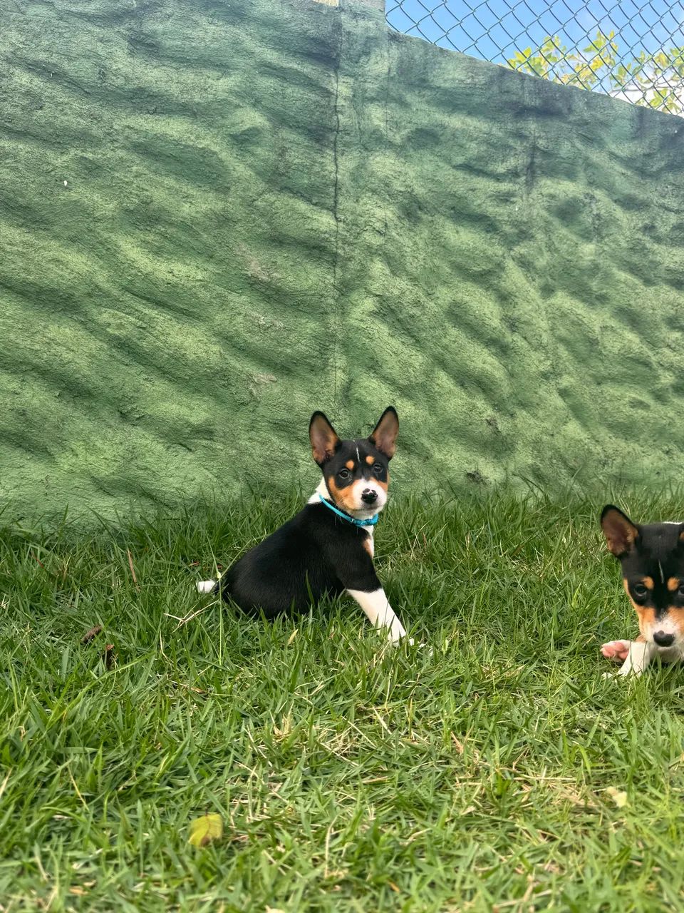Basenji  - Foto 4
