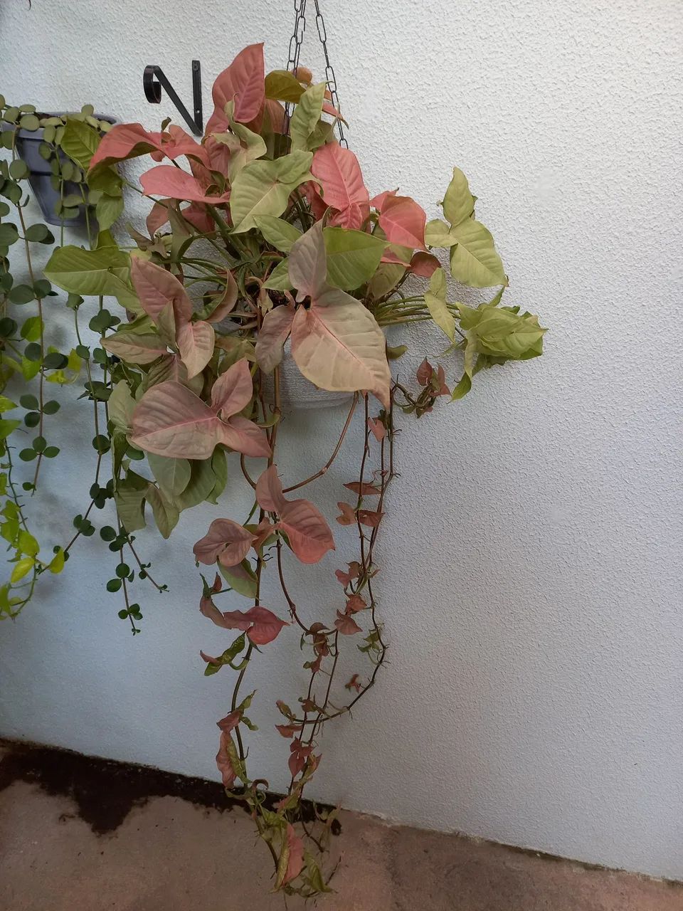 Linda planta natural  - Foto 2