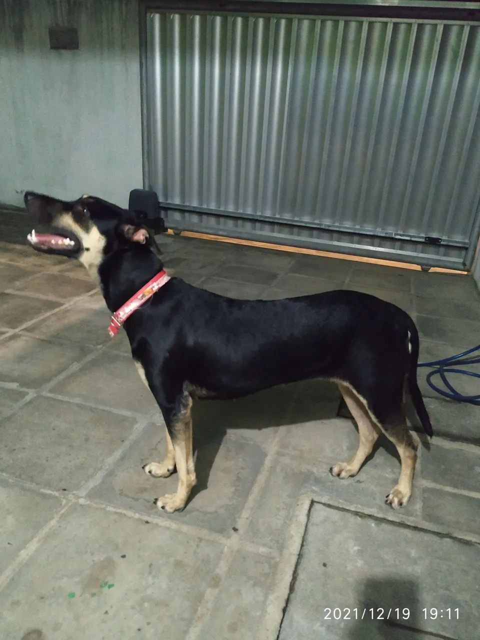 Cadela para Adoção - Foto 2