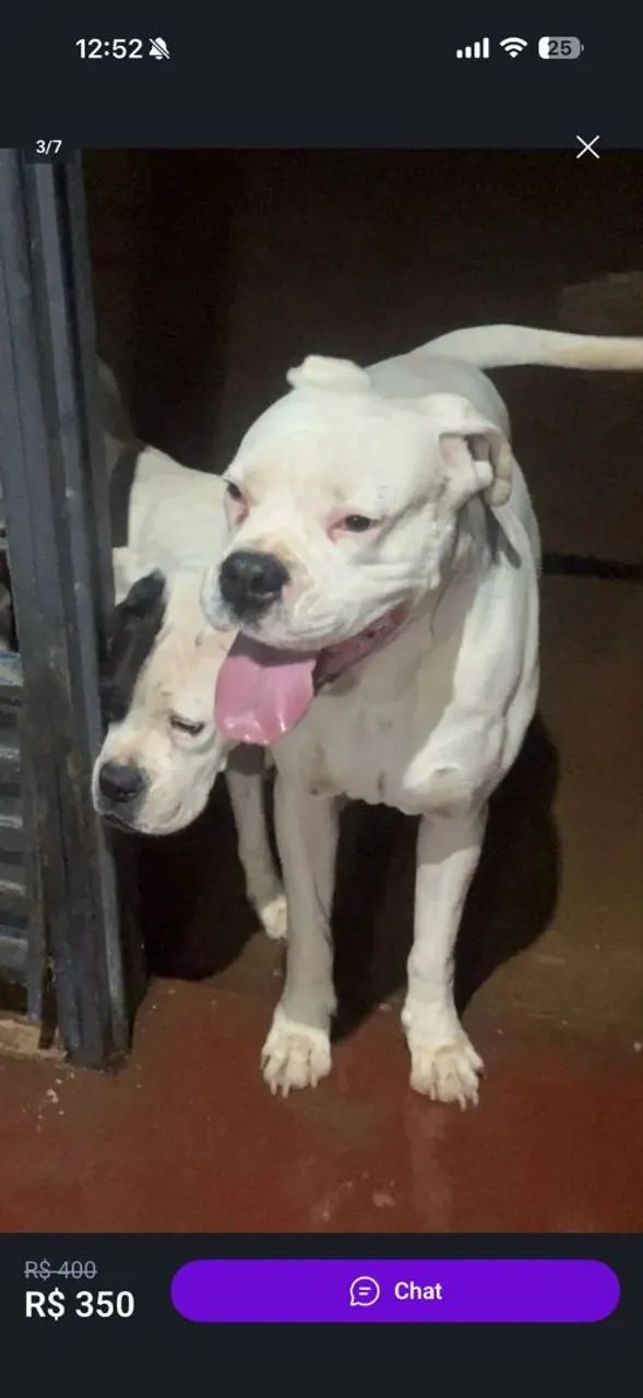 cachorro boxer - Foto 3