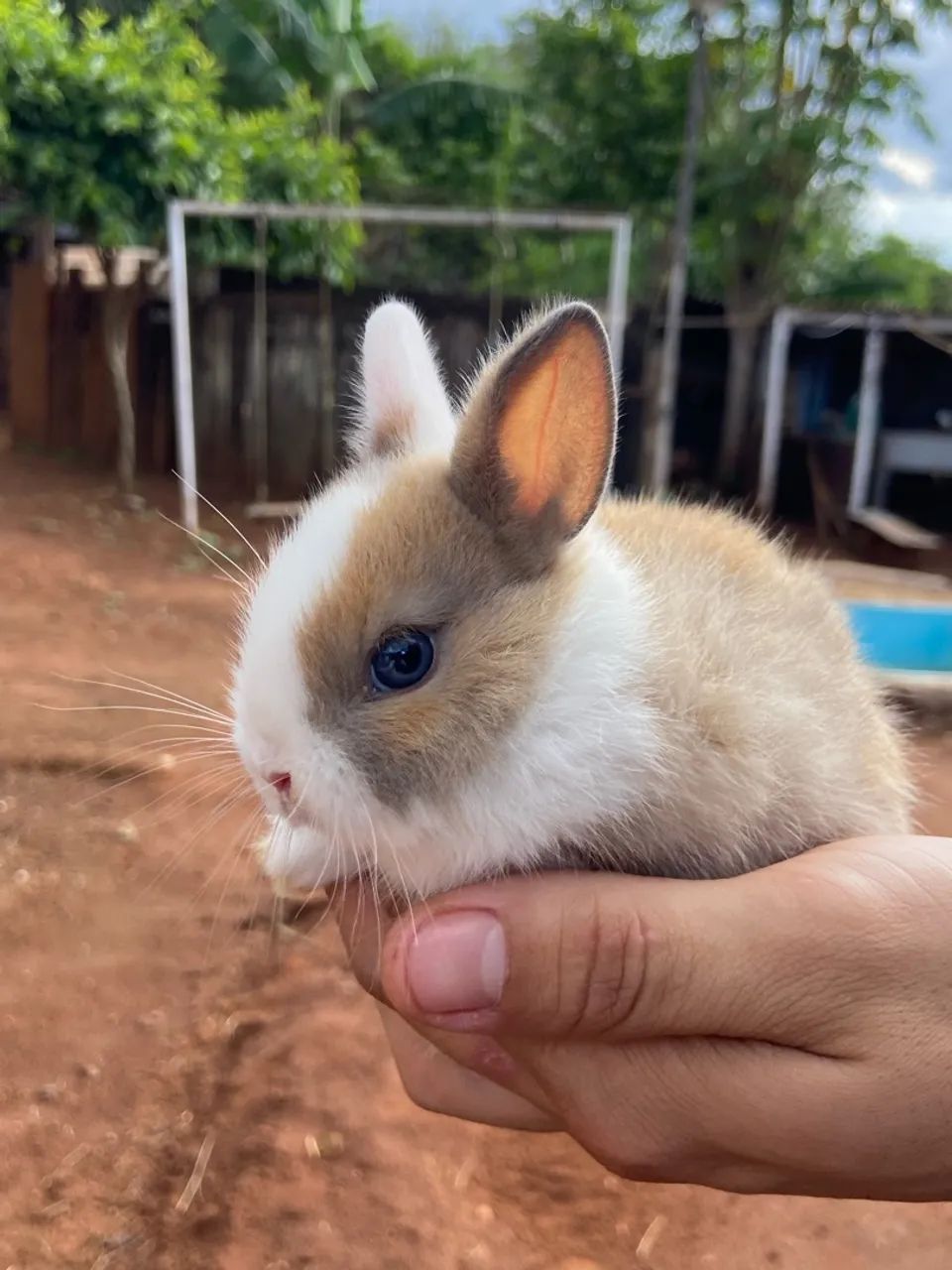 Mini coelho - Foto 3