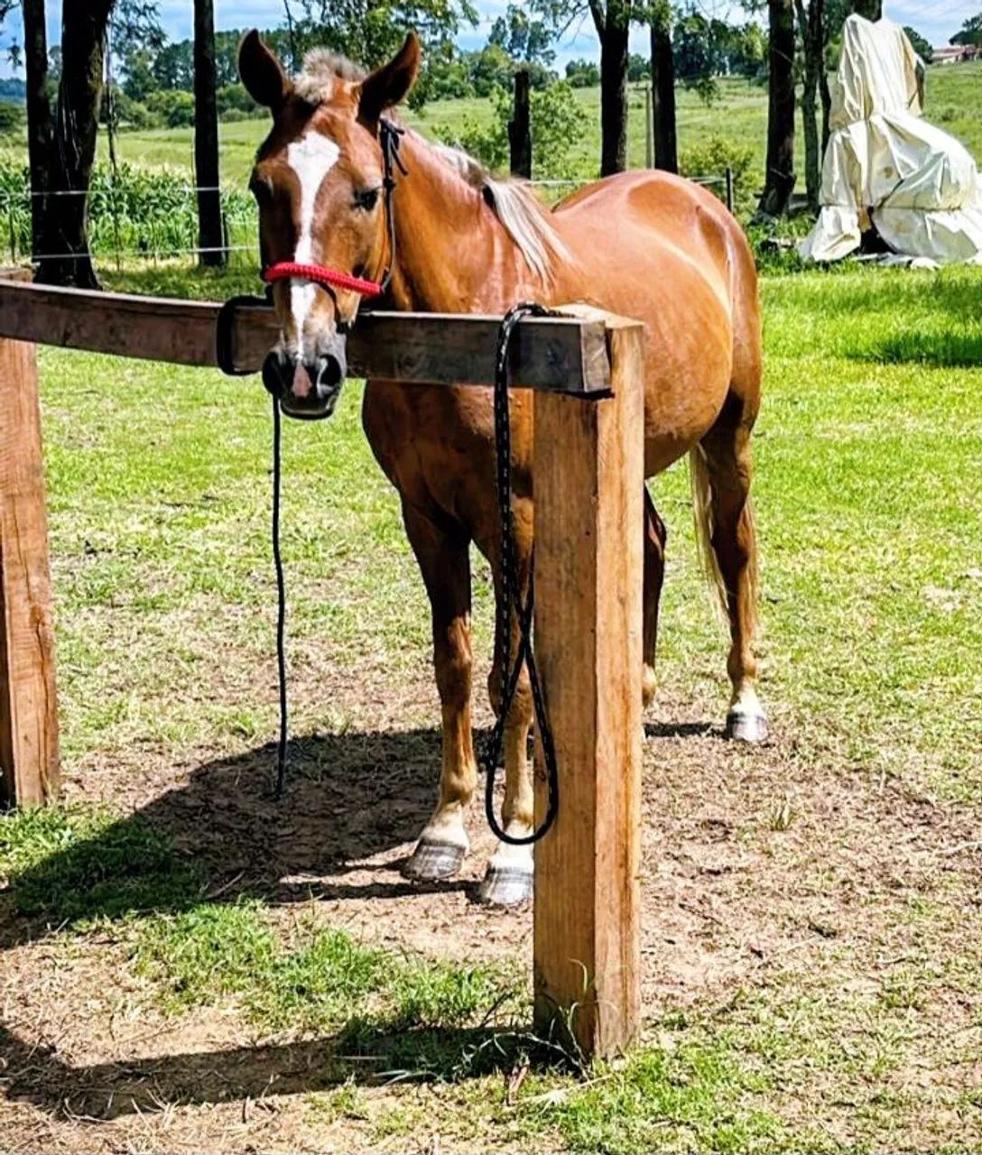 Cavalo Mangalarga Marchador - Marcha Picada - Foto 3