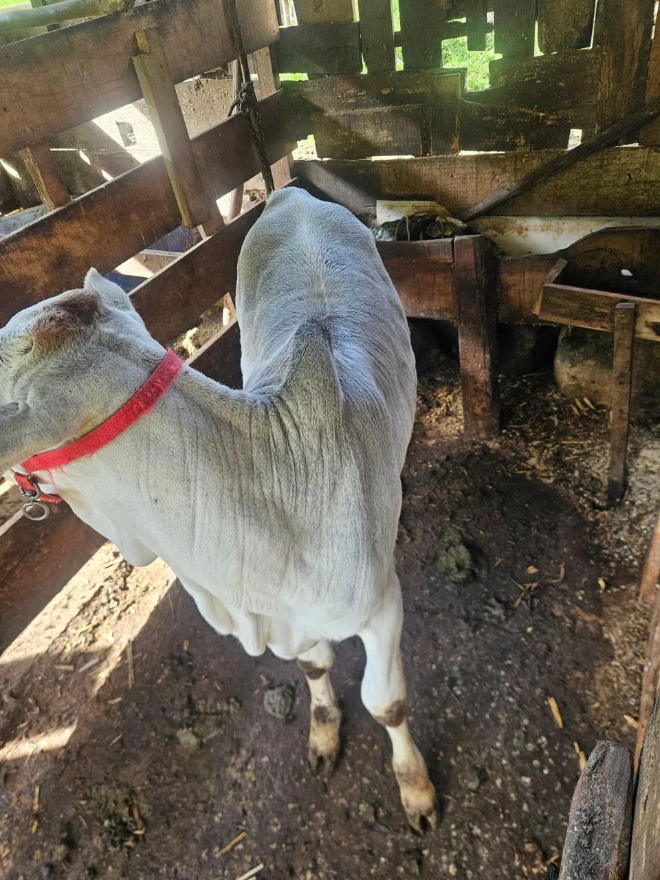 Vaca nolere com a bezerra junto  - Foto 2