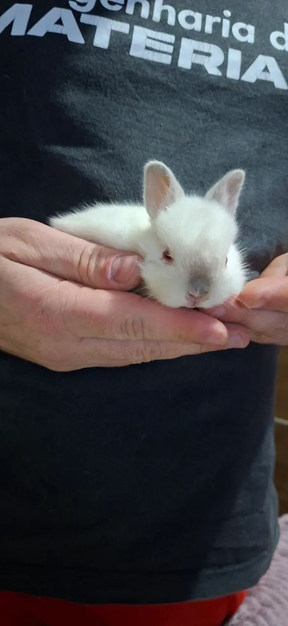 Animais  - Foto 5