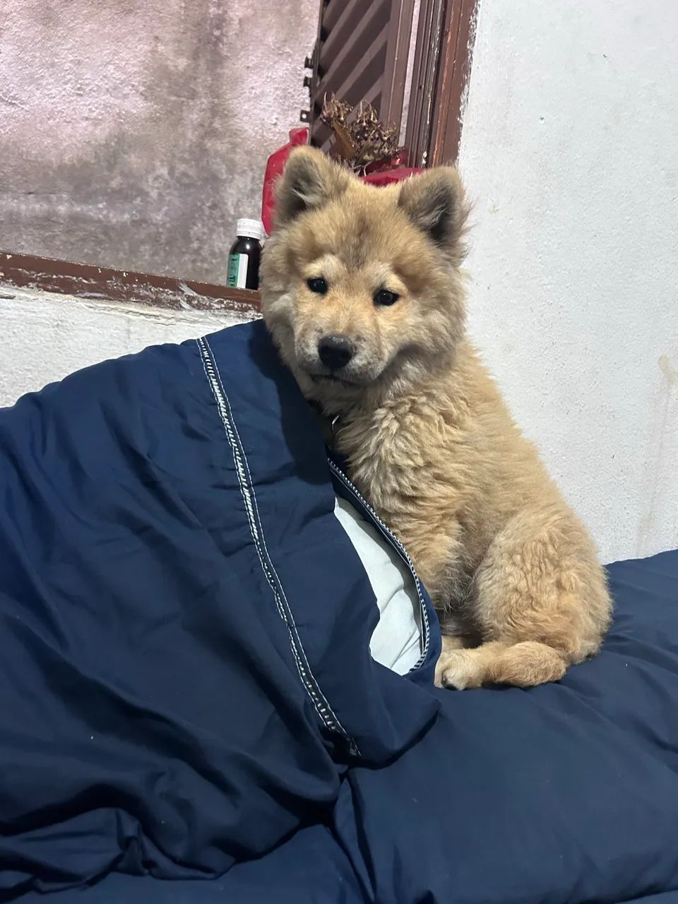 Filhote chow chow - Foto 2