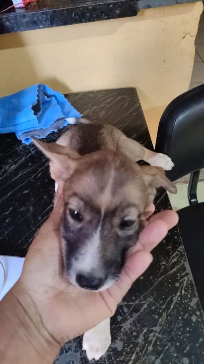 cães para adoção 