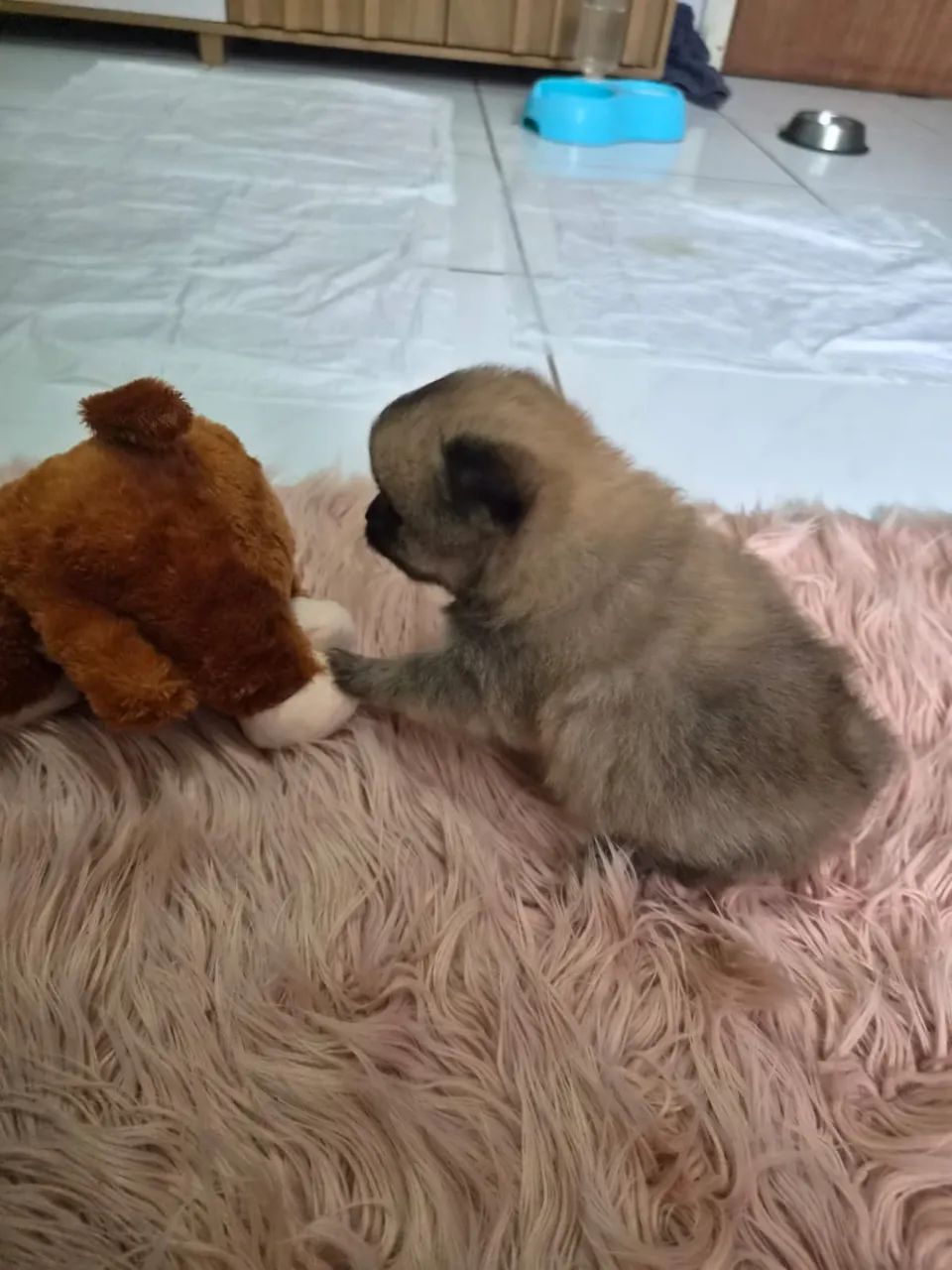 Lulu da Pomerania  - Foto 4
