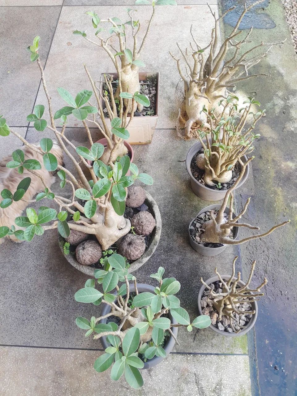 Vendo sementes de  Rosa do deserto ARABICUM ABSUM  - Foto 5
