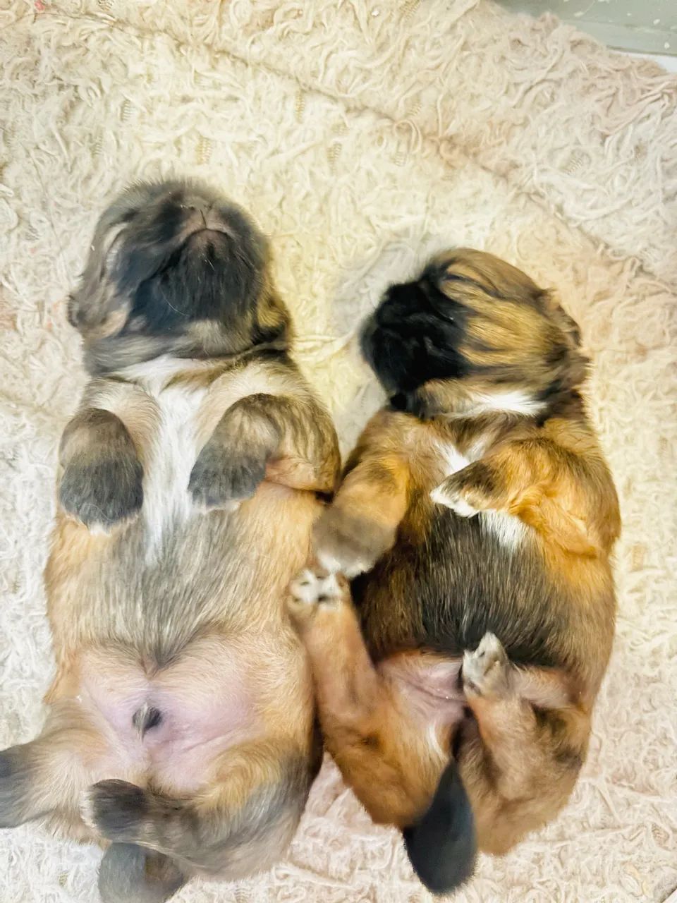 Shih tzu - Foto 2