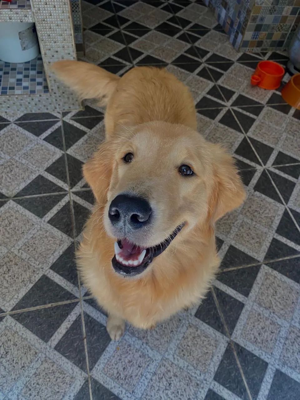Golden  - Foto 3