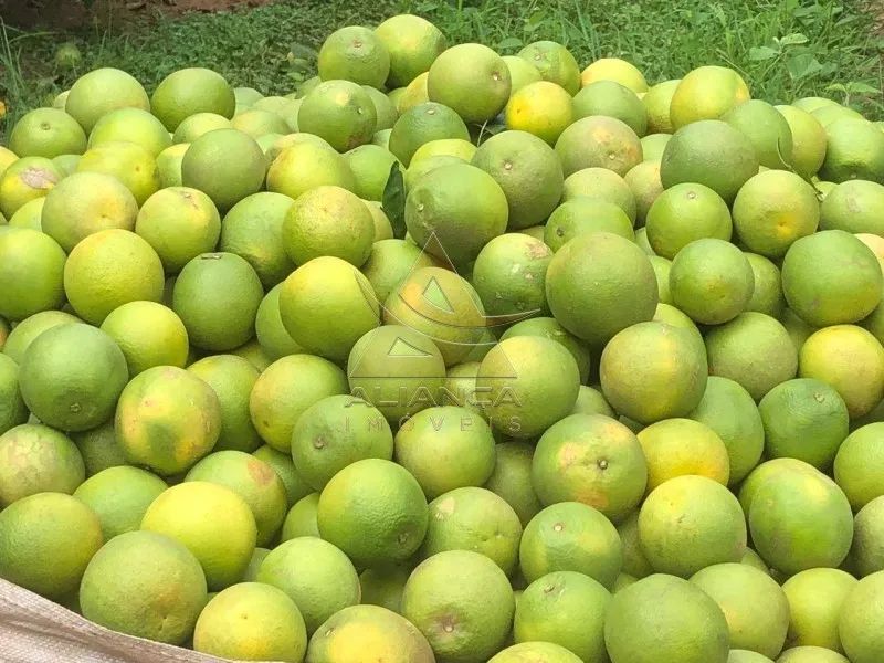 Fazenda - Marília - Zona Rural - Foto 5