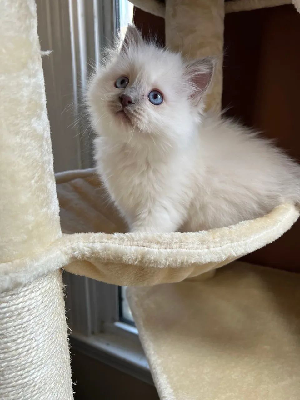 Filhotes de Ragdoll 