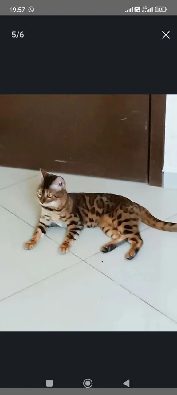 Gata Bengal - Foto 2