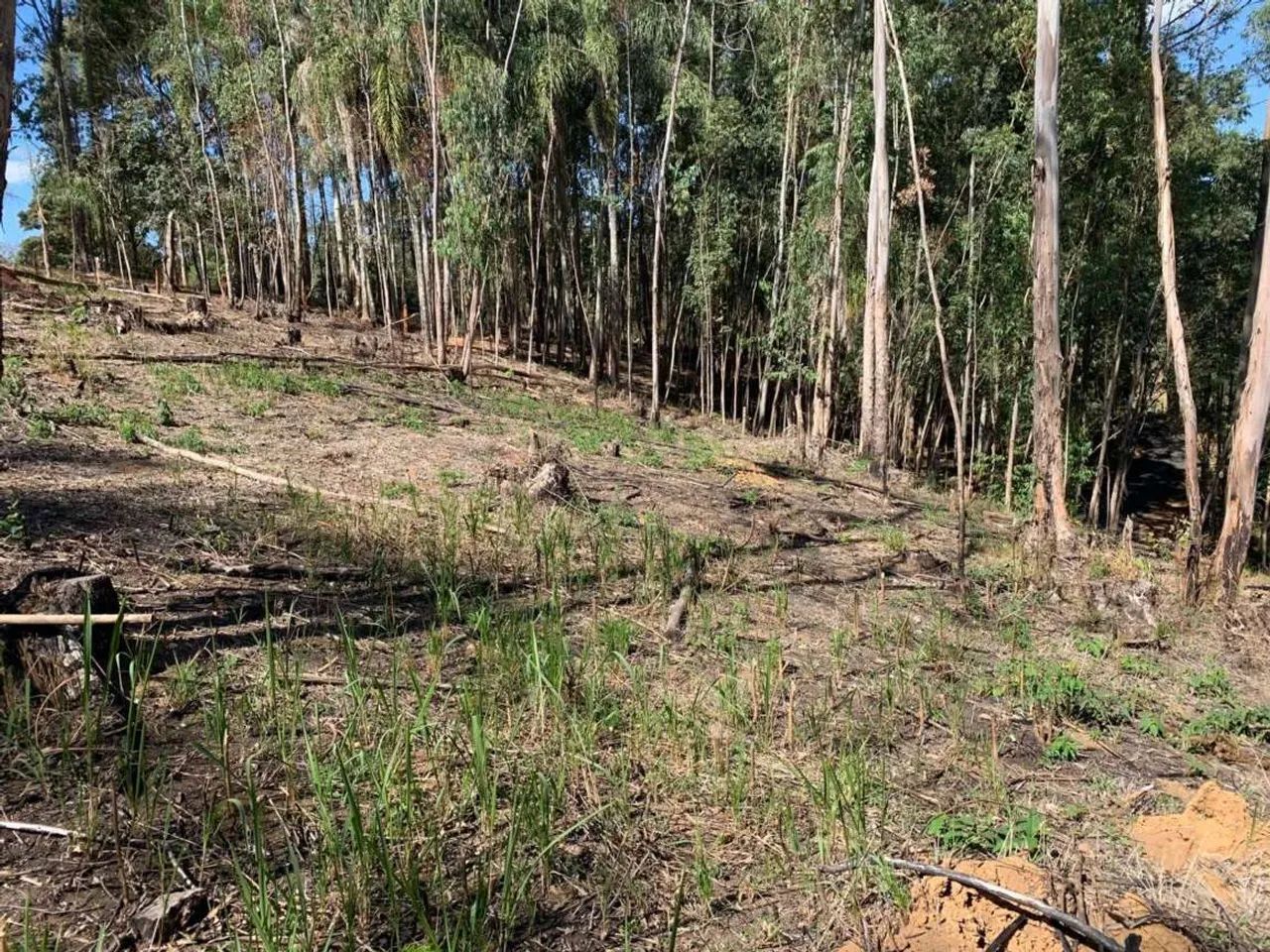 Terreno para Venda em Toledo - Foto 4