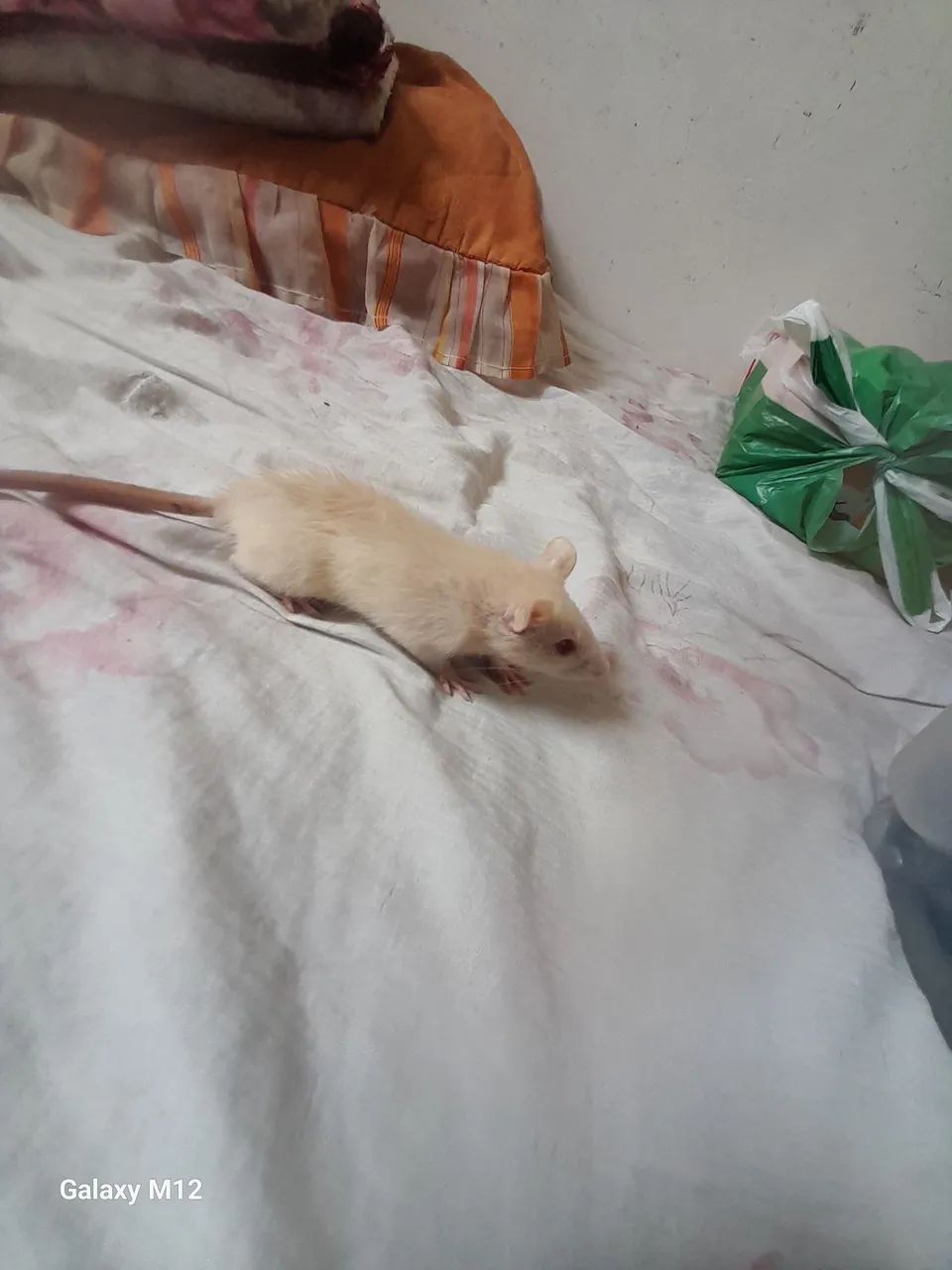 Ratos twister - Foto 3