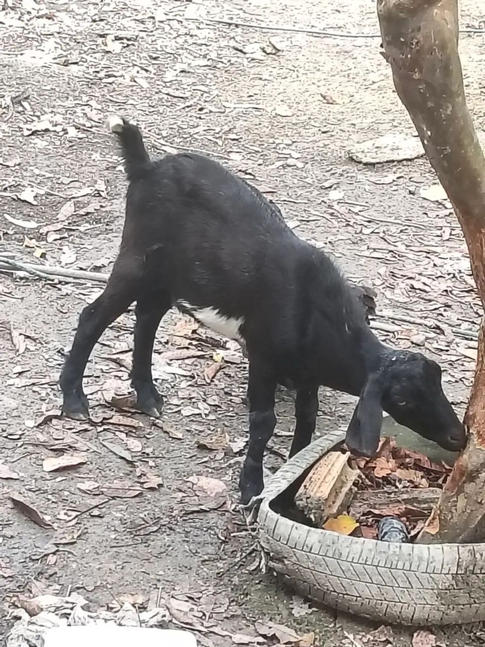 Cabras  - Foto 3