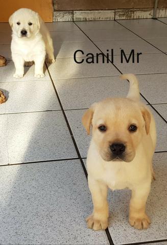Labrador Pedigree e garantia em contrato - Lindos filhotes