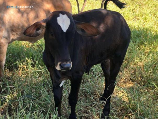 Chácara na região do manso com 2 dormitórios à venda, 680000 m² por R$ 600.000 - Zona Rura - Foto 14