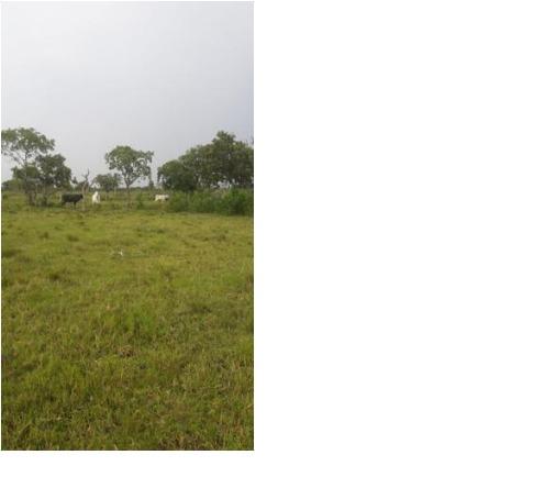 40ha. 10km de Cuiabá mt -pastagens cercados, casa, poço semi-artesiano - Foto 3