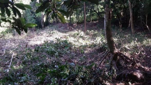 Terreno residencial à venda, Três Córregos, Teresópolis. - Foto 18