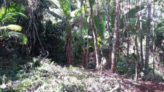 Terreno residencial à venda, Três Córregos, Teresópolis. - Foto 9