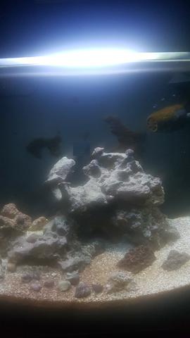 Aquario Boyu Mt50 - Vidro Curvo Com Iluminação, Bomba, Midias - Foto 3