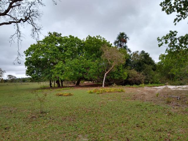 Fazenda 242 hectares, Rica em água. 140 km de CG - Foto 8