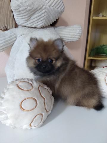 Spitz alemão em PROMOÇÃO - Foto 3