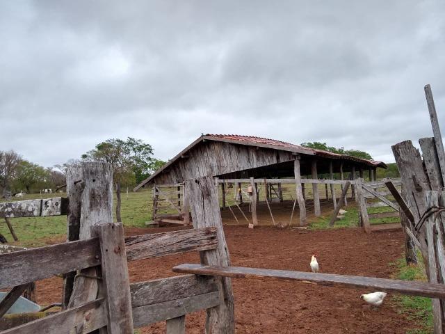 Fazenda 242 hectares, Rica em água. 140 km de CG - Foto 11