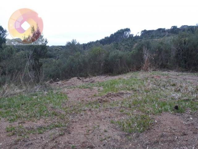 Chácara à venda, 23000 m² por R$ 180.000 - Palmerinha - Campina Grande do Sul/PR - Foto 9