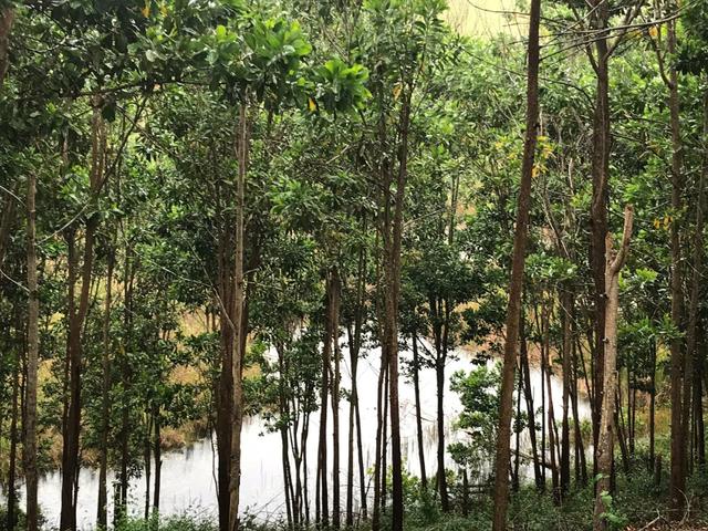 Vendo fazenda em Jiquiriçá ba - Foto 2