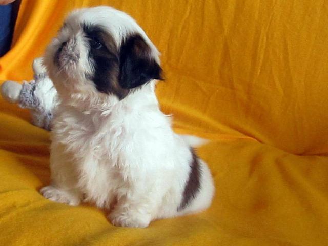 Filhote de shih tzu