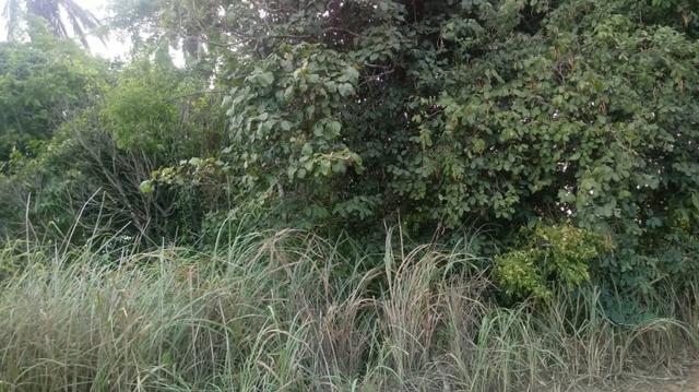 Ótima propriedade de 2 hectares, em Chã de Alegria-PE. R$ 140 mil - Foto 4