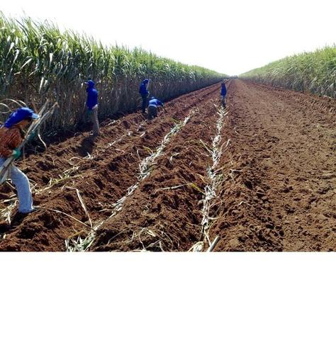 135 alqueires Cana São Paulo?SP, Troca Fazenda Pecuária Norte de mato Grosso - Foto 2