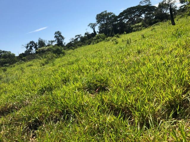 16,50 Hectares, Todo Formado, Ariranha -Ocasião, Estuda-se permuta em parte