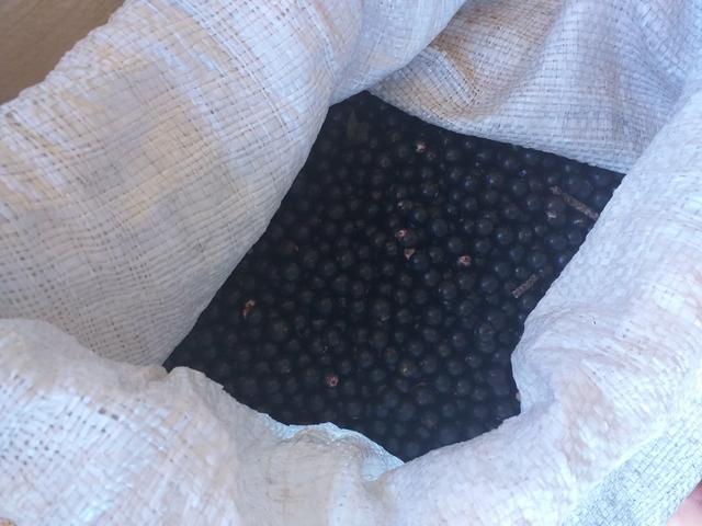 Açaí