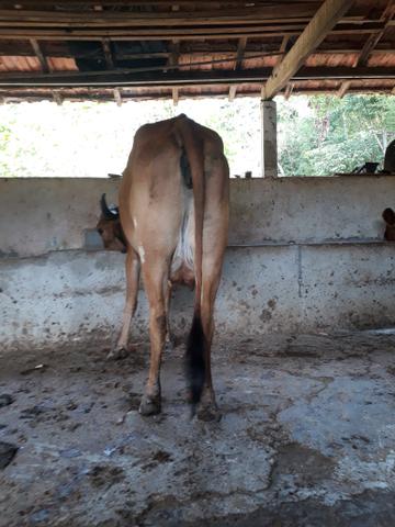 Vacas